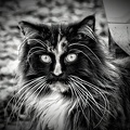 Katze in schwarz-weiß