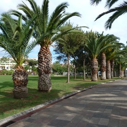 Madeira